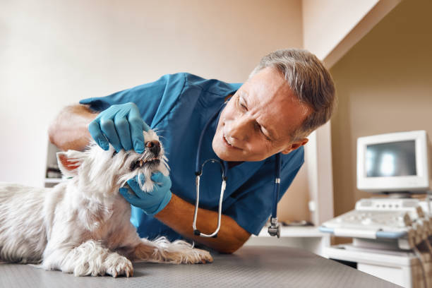 Best Emergency Root Canal Treatment in Hoschton, GA